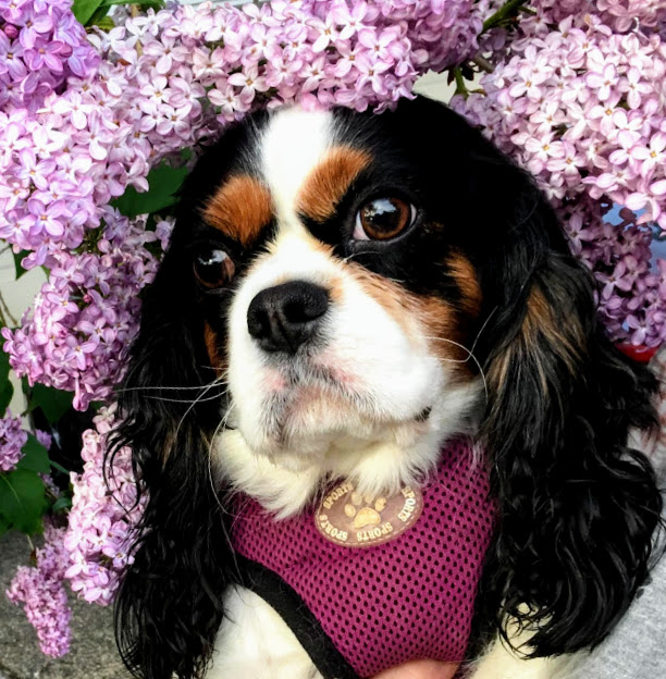 holistic approach to vaccines, cavalier, holistic vet