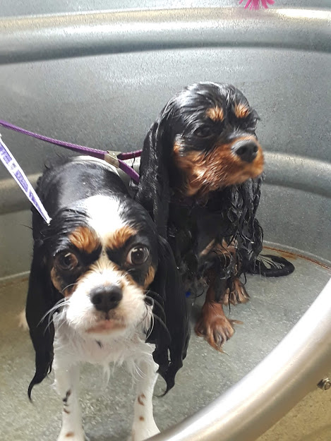 To Groom…or NOT to Groom, that is the&nbsp;Question.