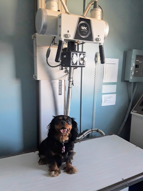 To Insure…or Not to Insure…that is the&nbsp;question